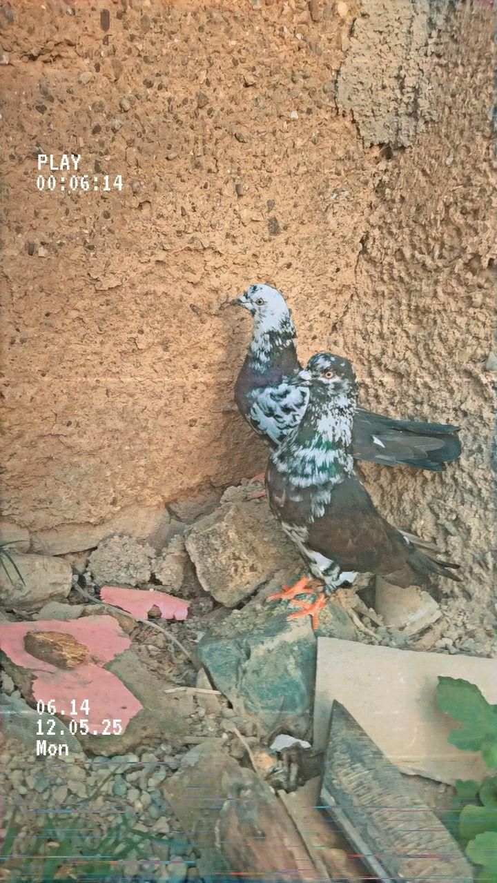 کفتر تکپر