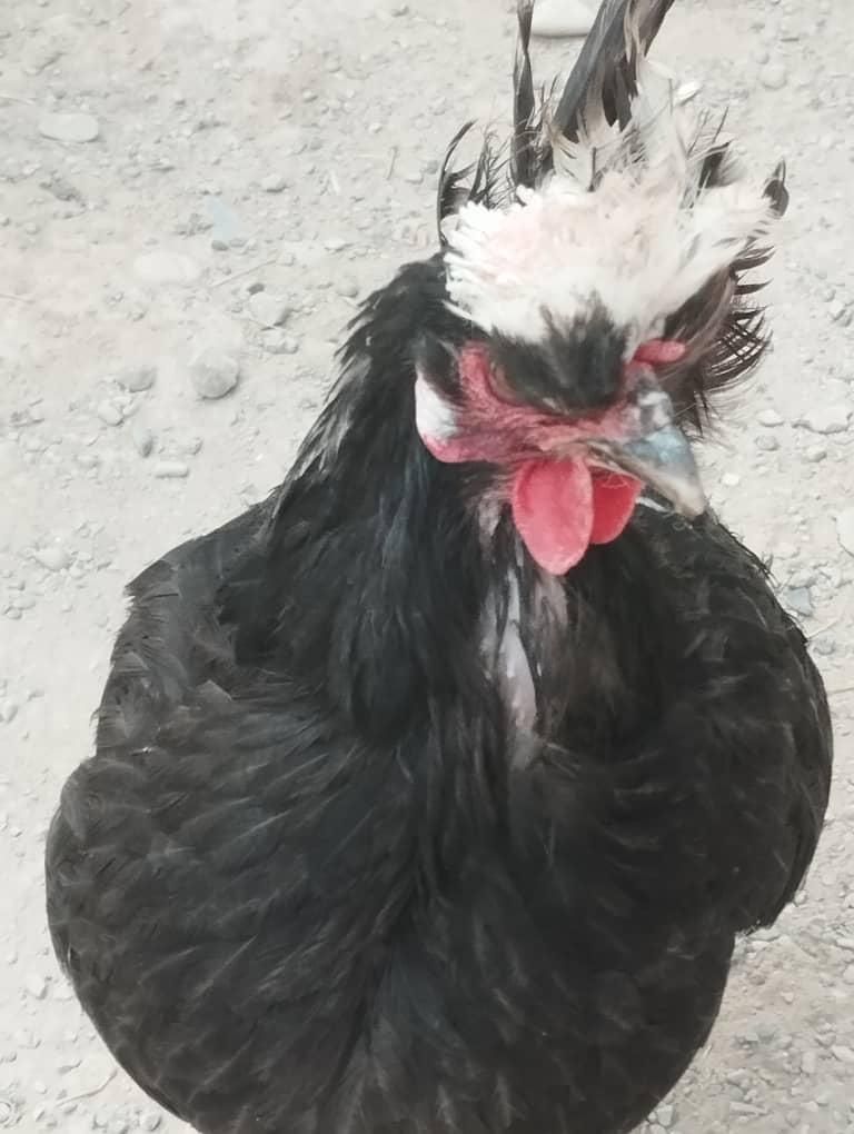 مرغ کاکوکل سفید کلکسیونی