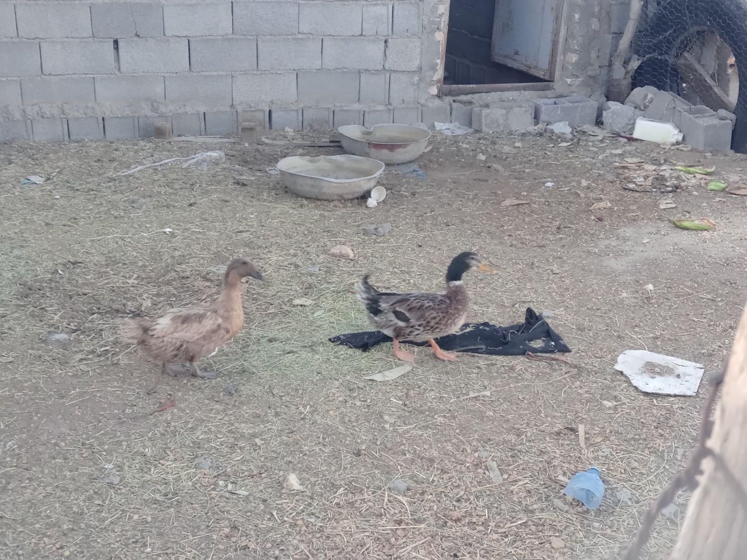 اردک