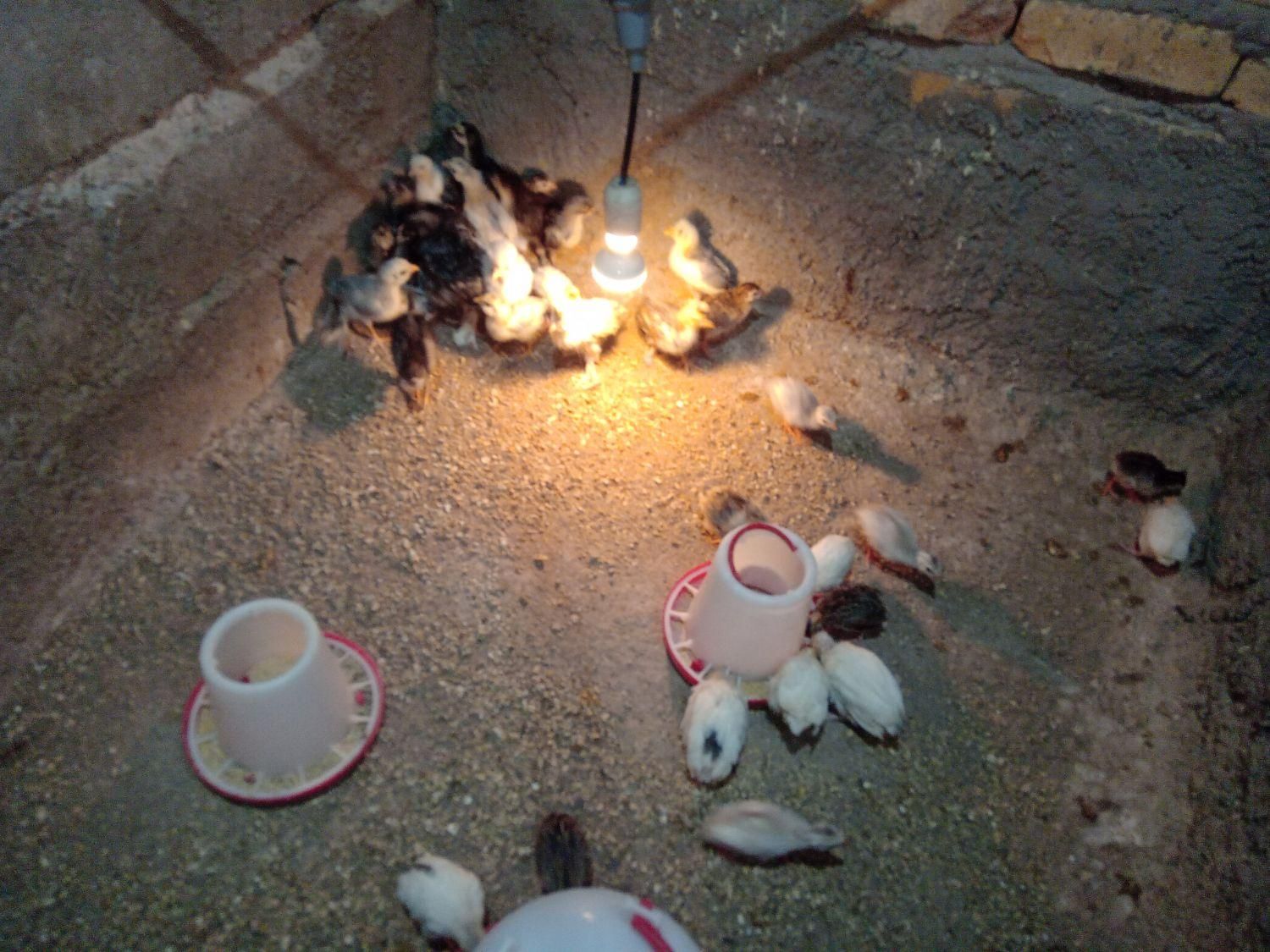 (جوجه مرغ )