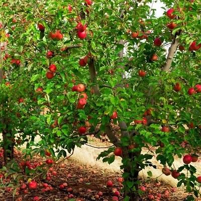 باغ ۱۵۰ متری پر از میوه/سندتک برگ/مالکم