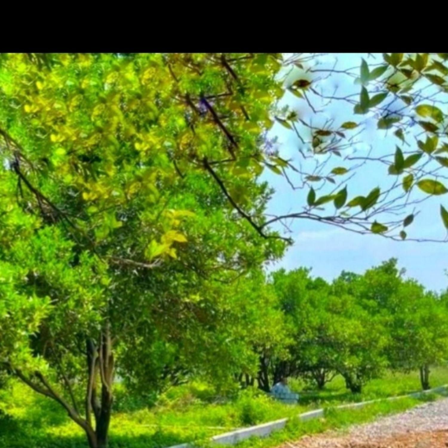 زمین ۱۹۲ متری/سند/مجوز/جنگل