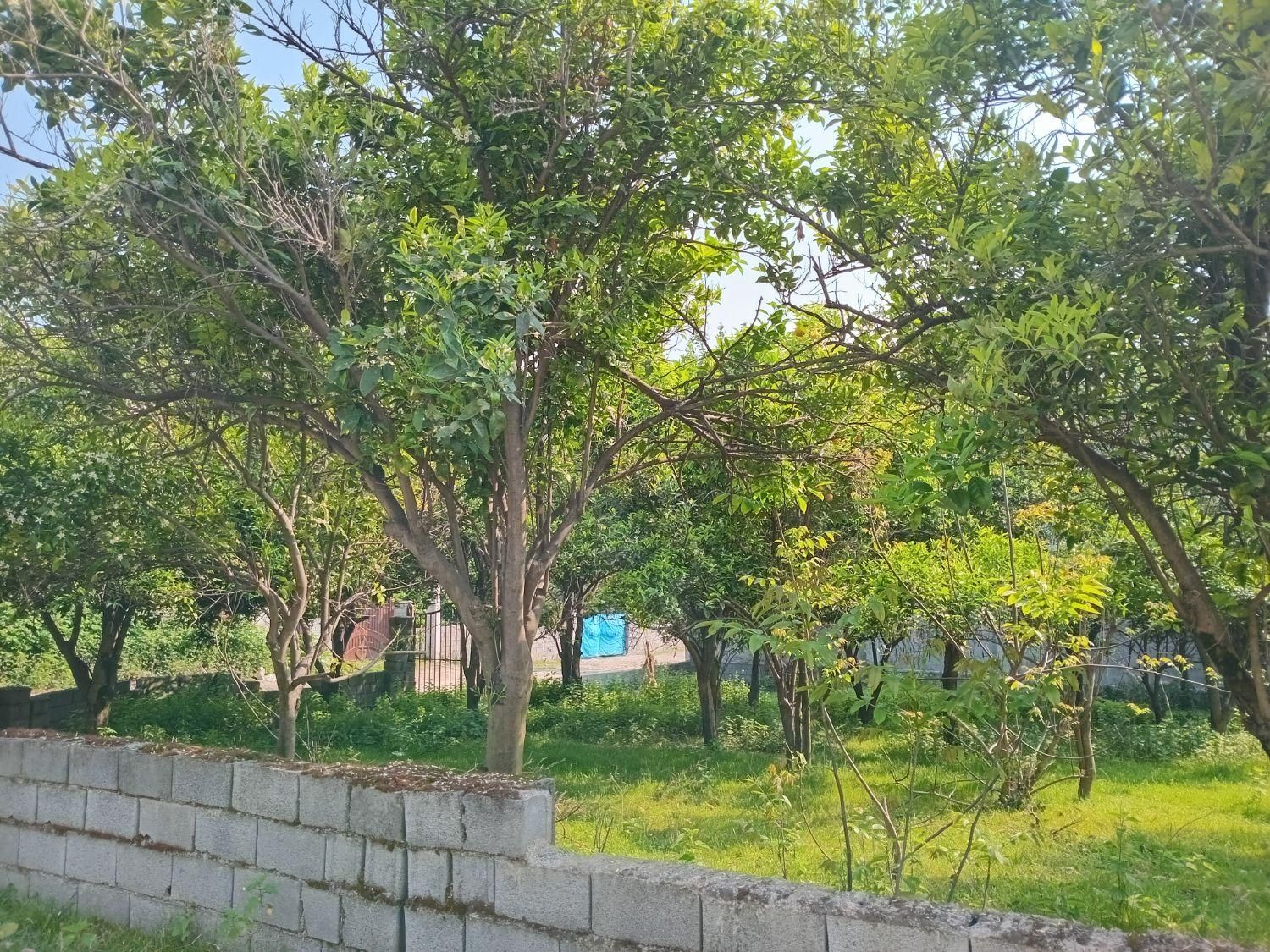 زمین /اقساط/جنگلی