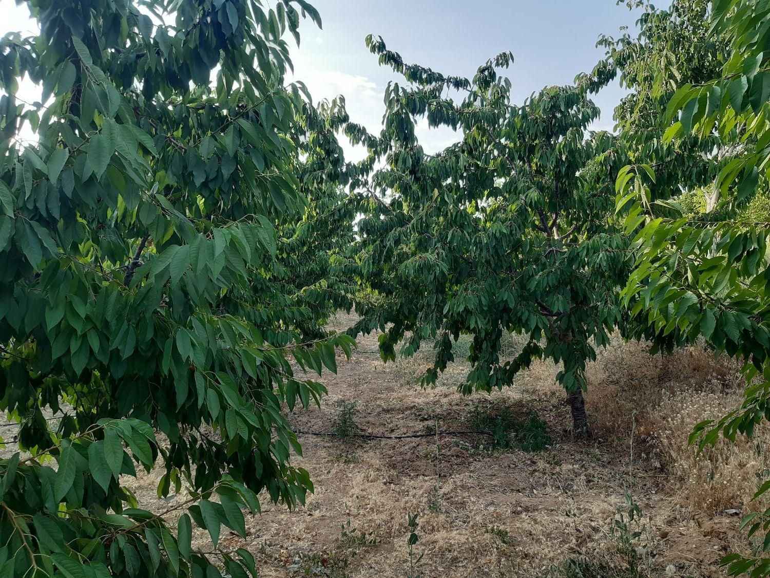 باغ دنباله رودخونه صادق اباد