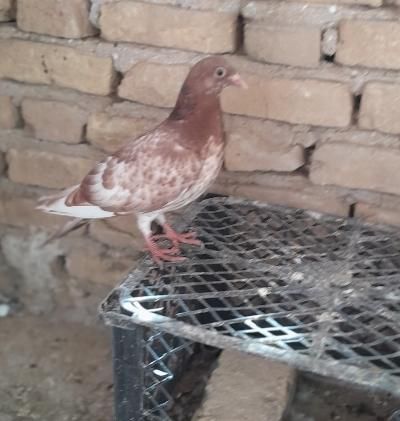 کارال میلی منز