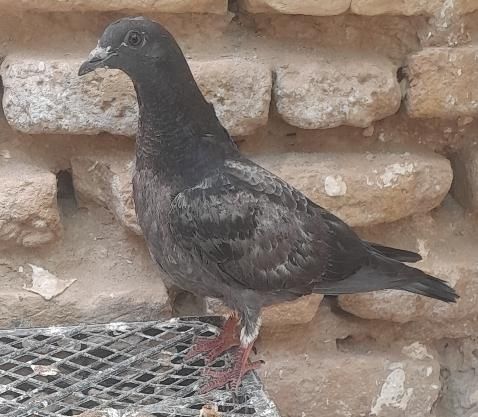 کبوتر دورگ رنگی