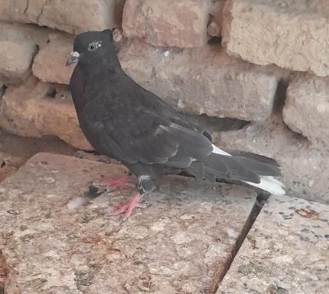 عشعل