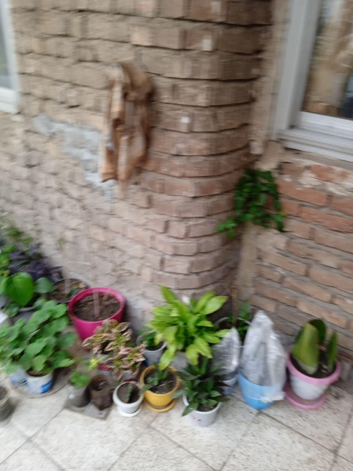 گل‌های فروش