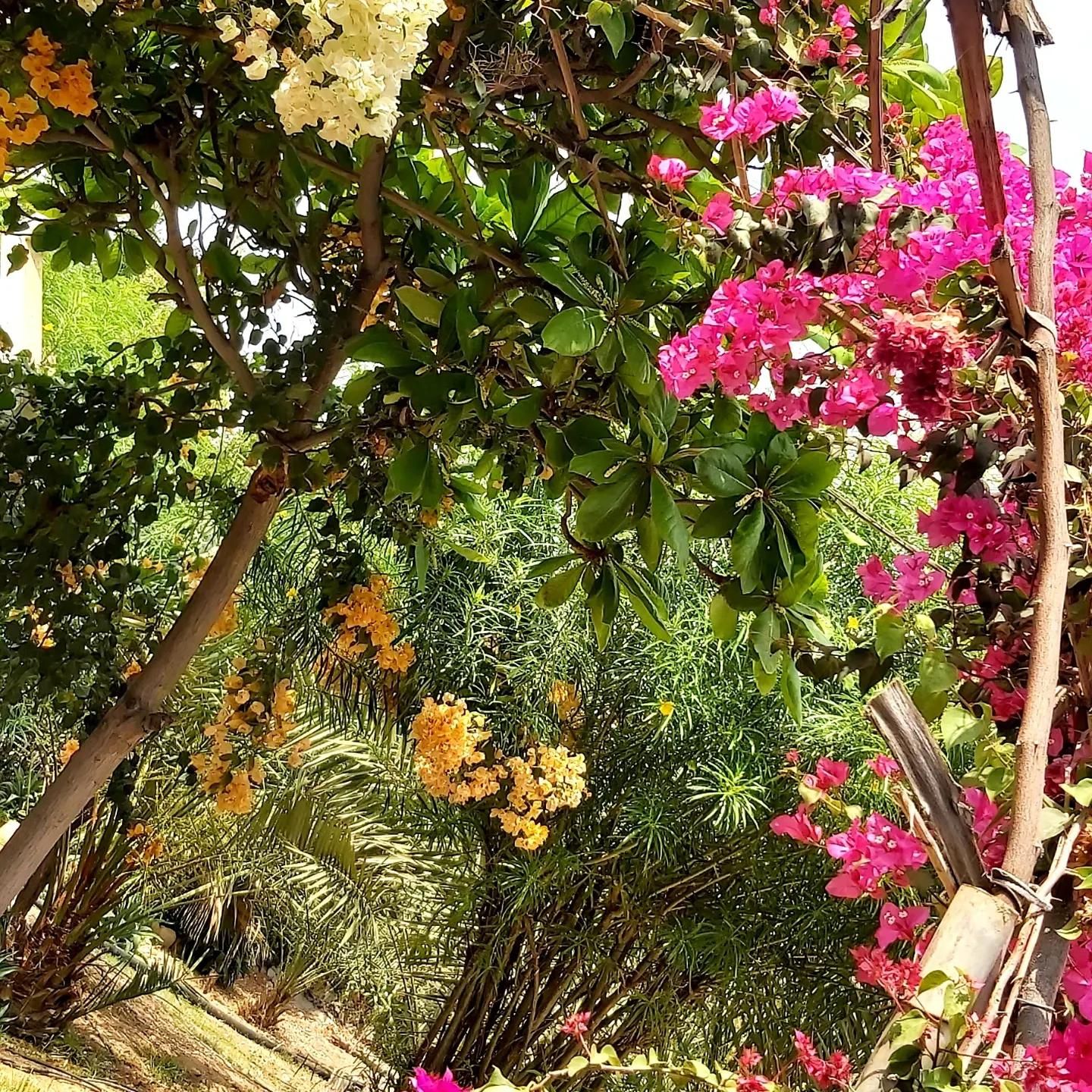بزرگ ترین مجموعه ویلا باغ های استخر دار