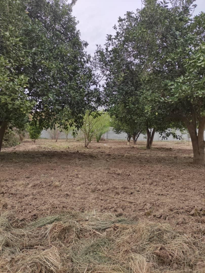 مشاور املاک ارکیده