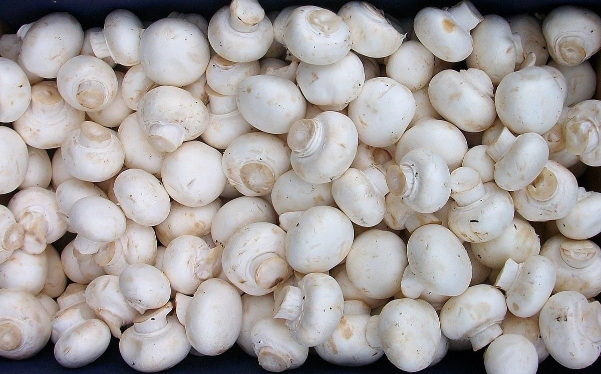 قارچ دکمه ای