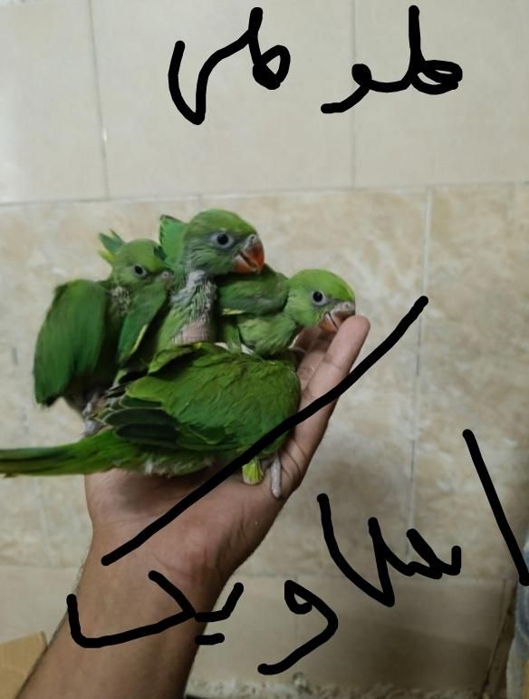 پدر طوطی ایران.انواع جوجه طوطی و مولد.ازهمه نژاد