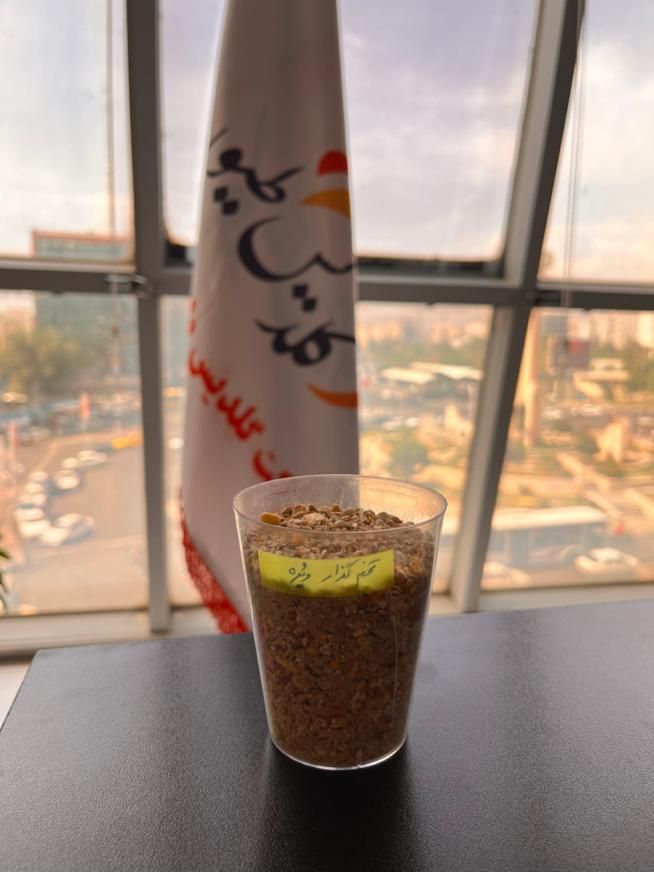 دان مرغ تخمگذار