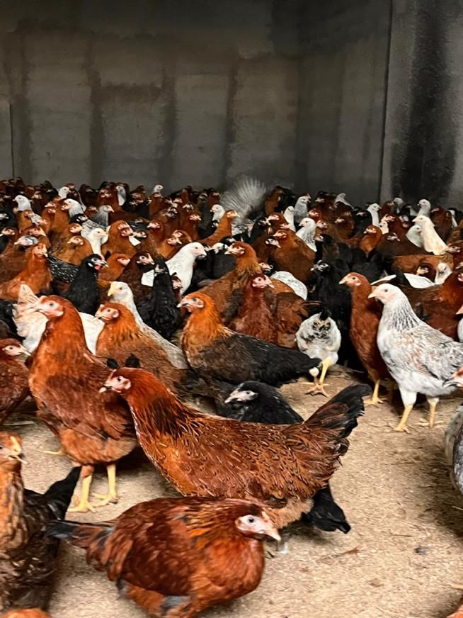 مرغ تخمگذار