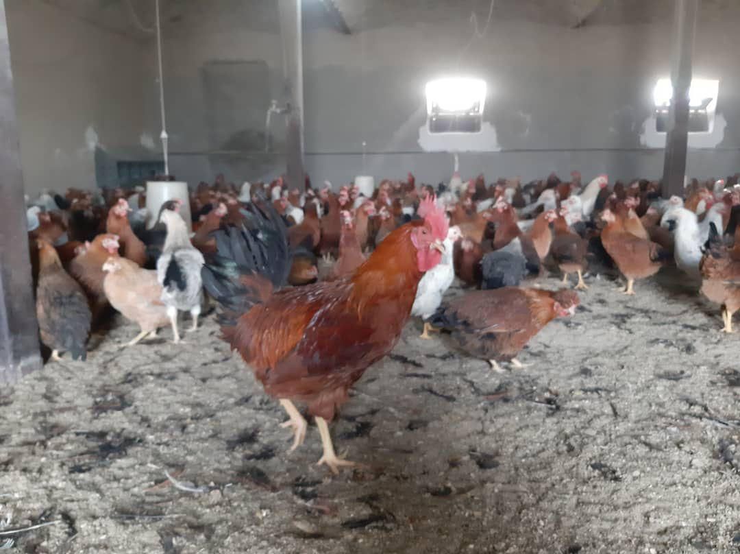 مرغ تخمگذار گلپایگانی