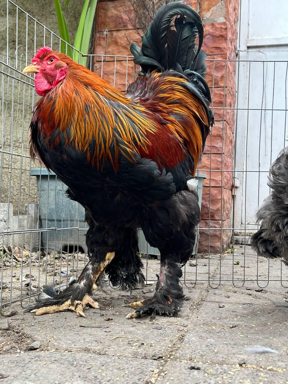 مرغ و خروس برهما غول پیکر قیمت مناسب