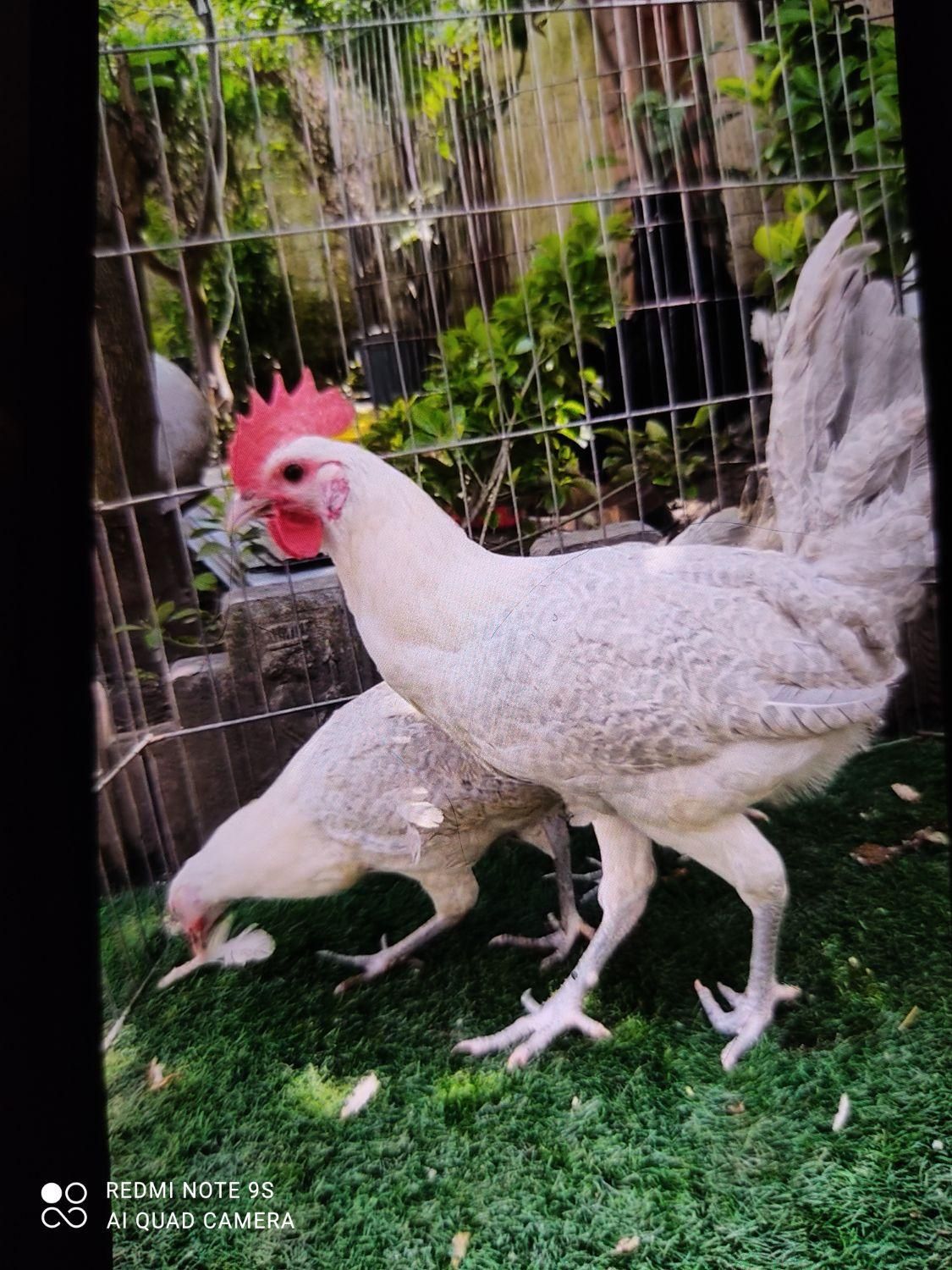 مرغ و خروس براکل وارداتی