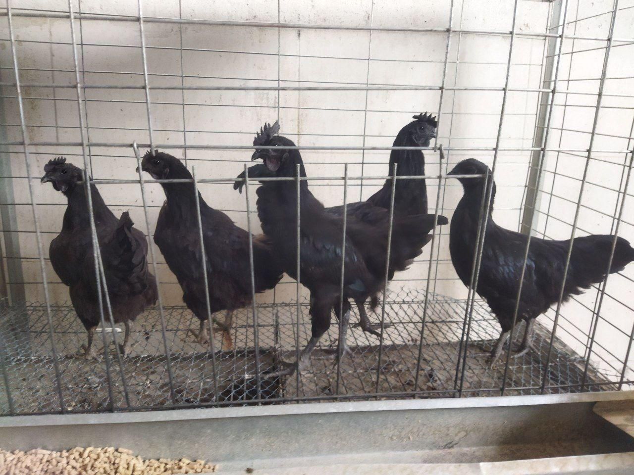مرغ و خروس ایام سمانی وارداتی و اصیل