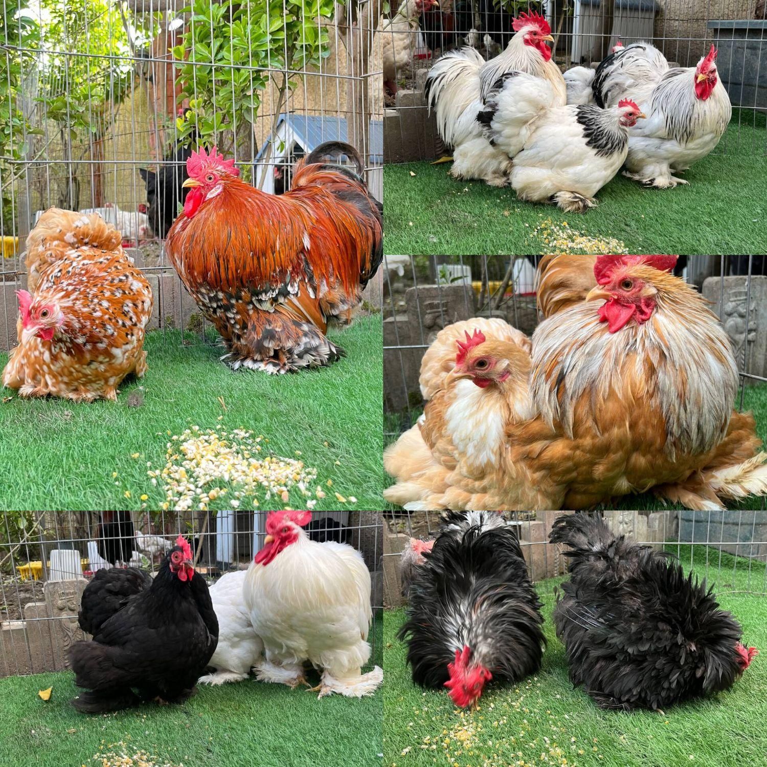 مرغ و خروس زینتی نژاد ( کوشین)