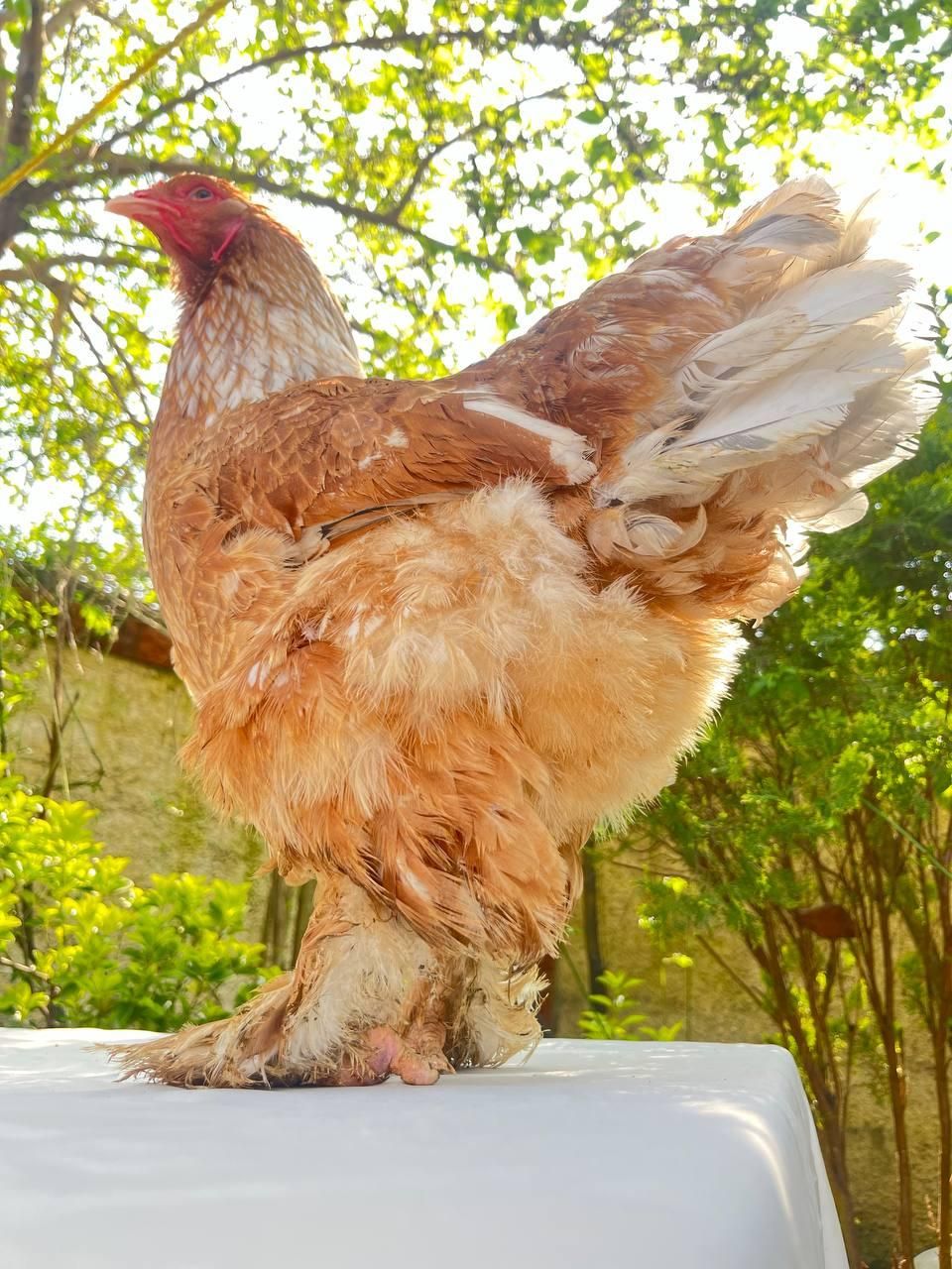 مرغ و خروس برهما