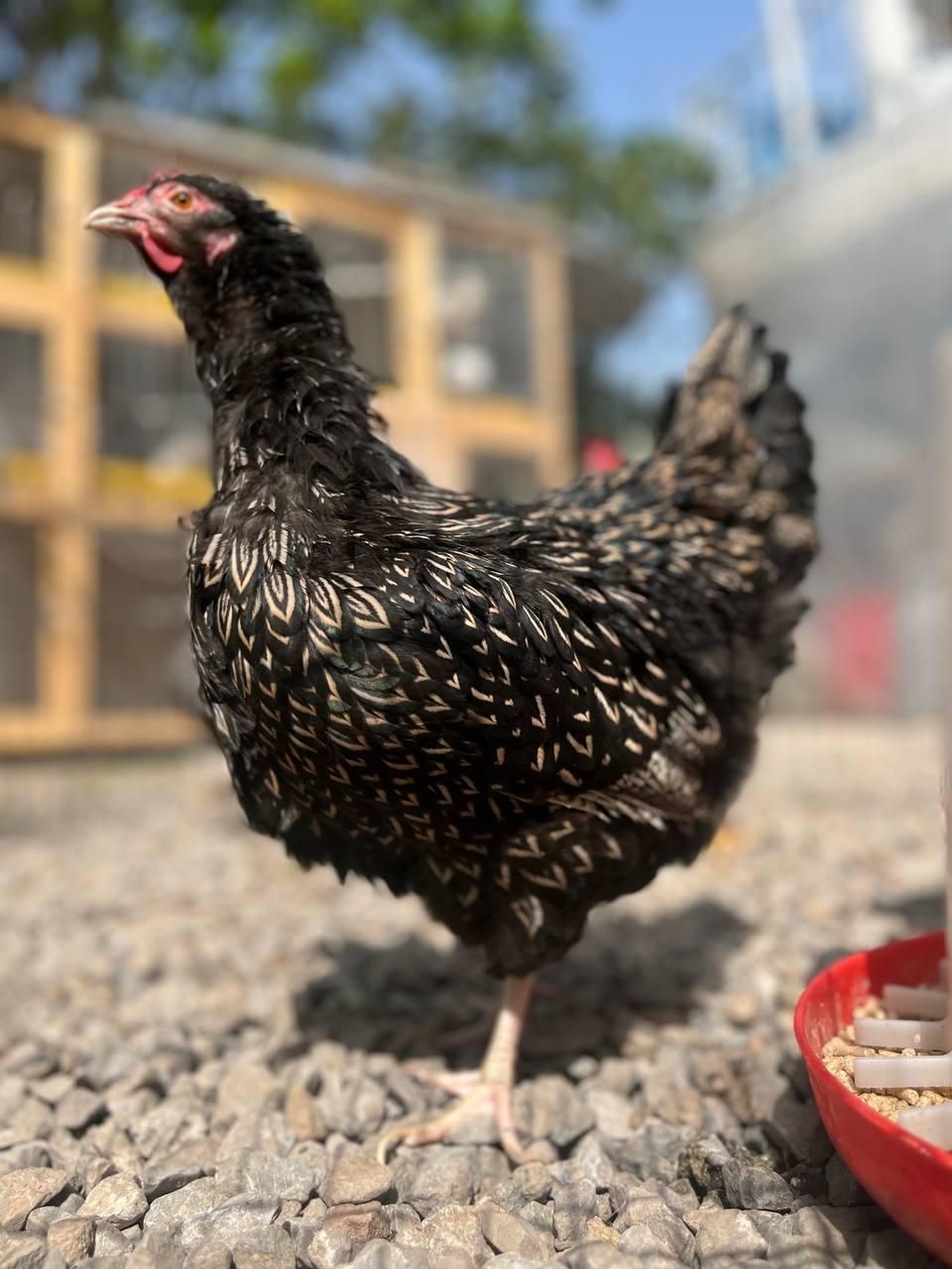 مرغ و خروس بارنولدر
