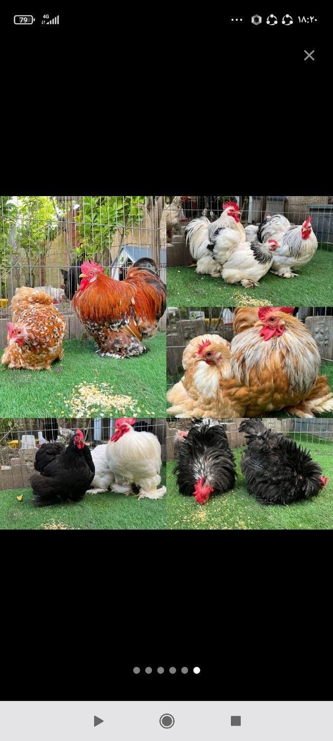 مرغ و خروس زینتی کوشین