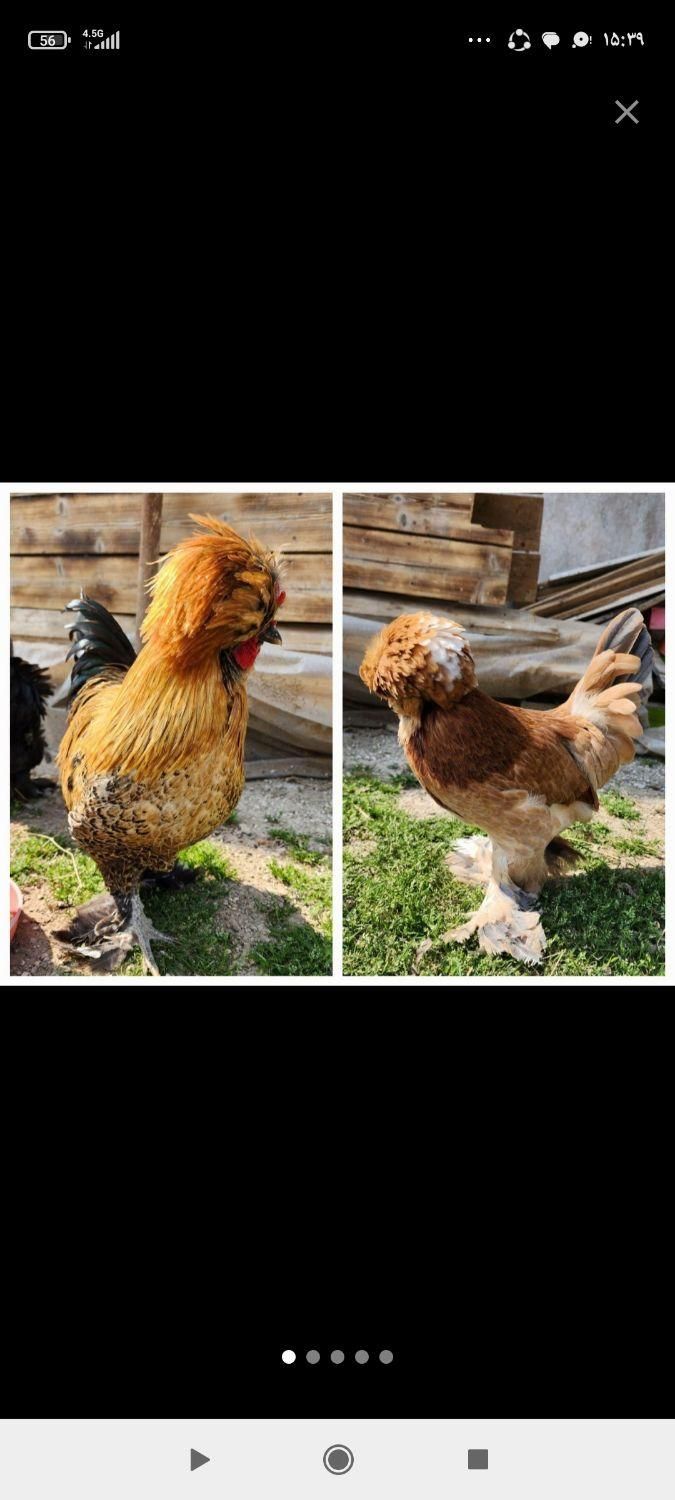 مرغ و خروس سلطان و لهستانی