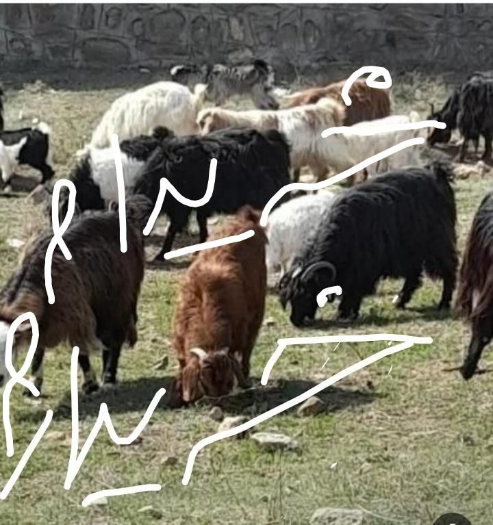 بز و گوسفند