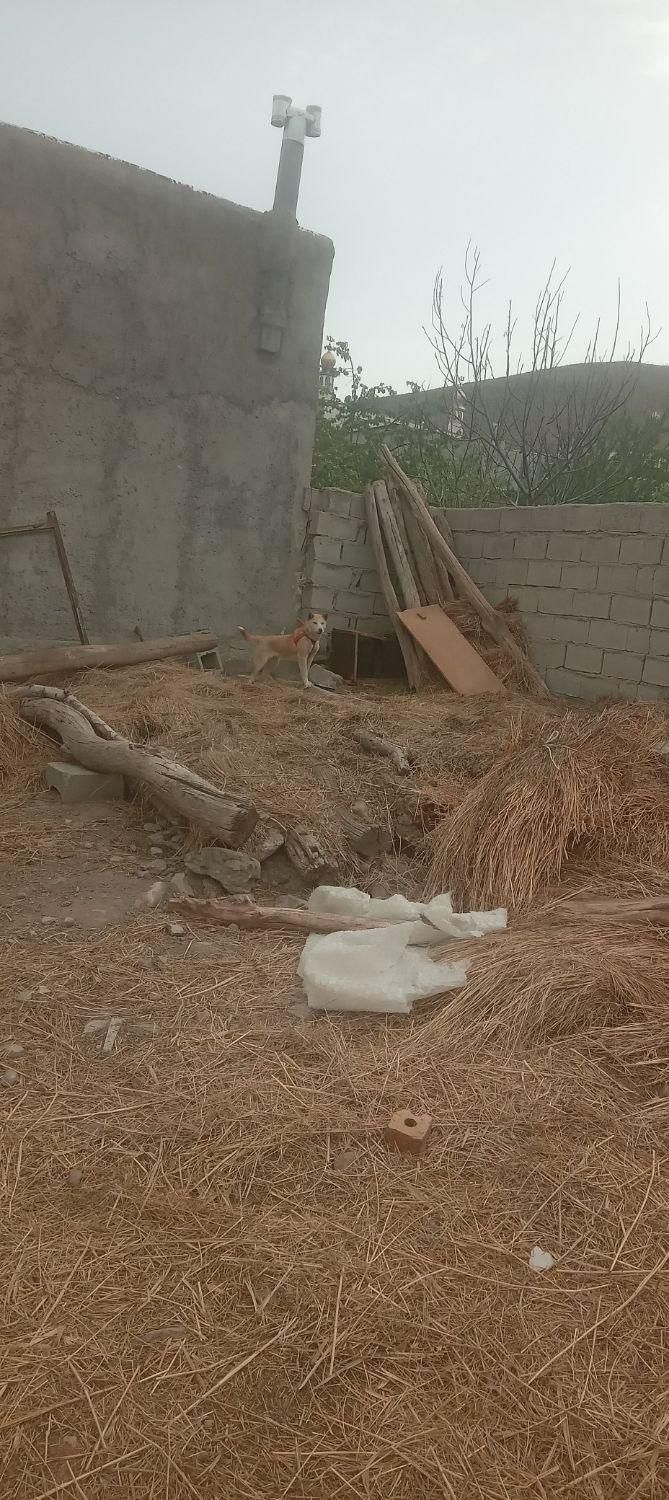 سگ پاکوتاه