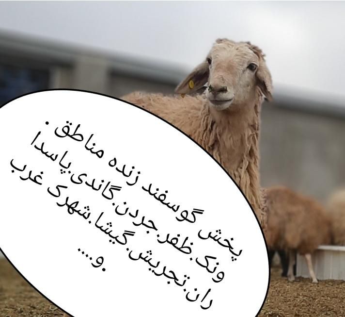 ٪گوسفند فروشی پایتخت .خرید حضوری وارسال بره زنده