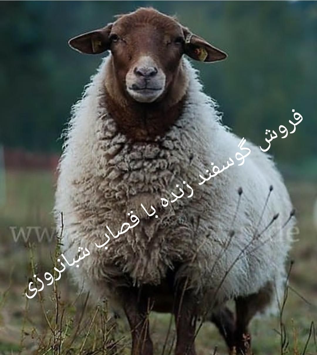 گوسفند فروشی مرکز غرب شمالشهر درب خانه باقصاب زنده