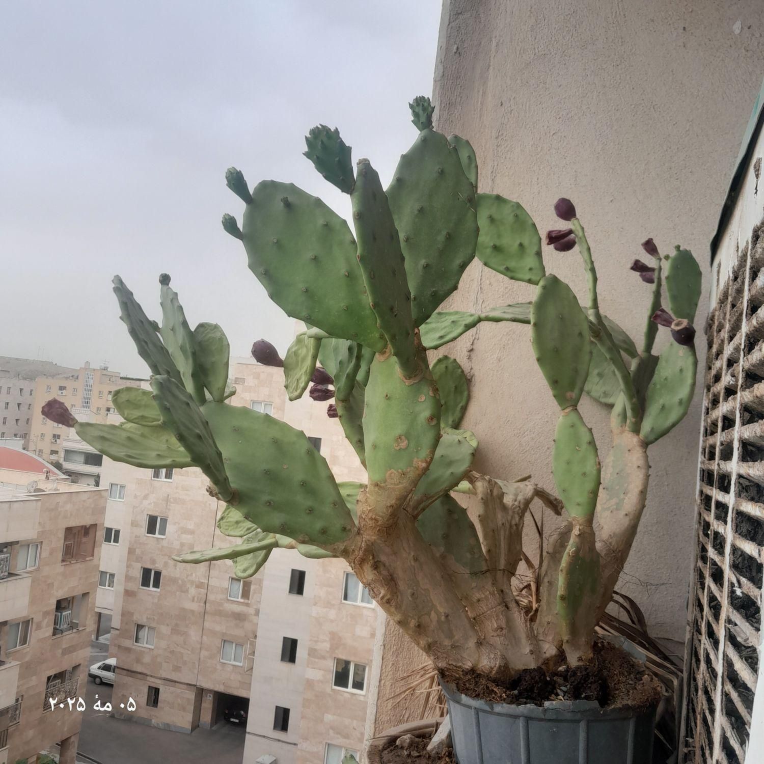 گل و گیاه کاکتوس میوه دار