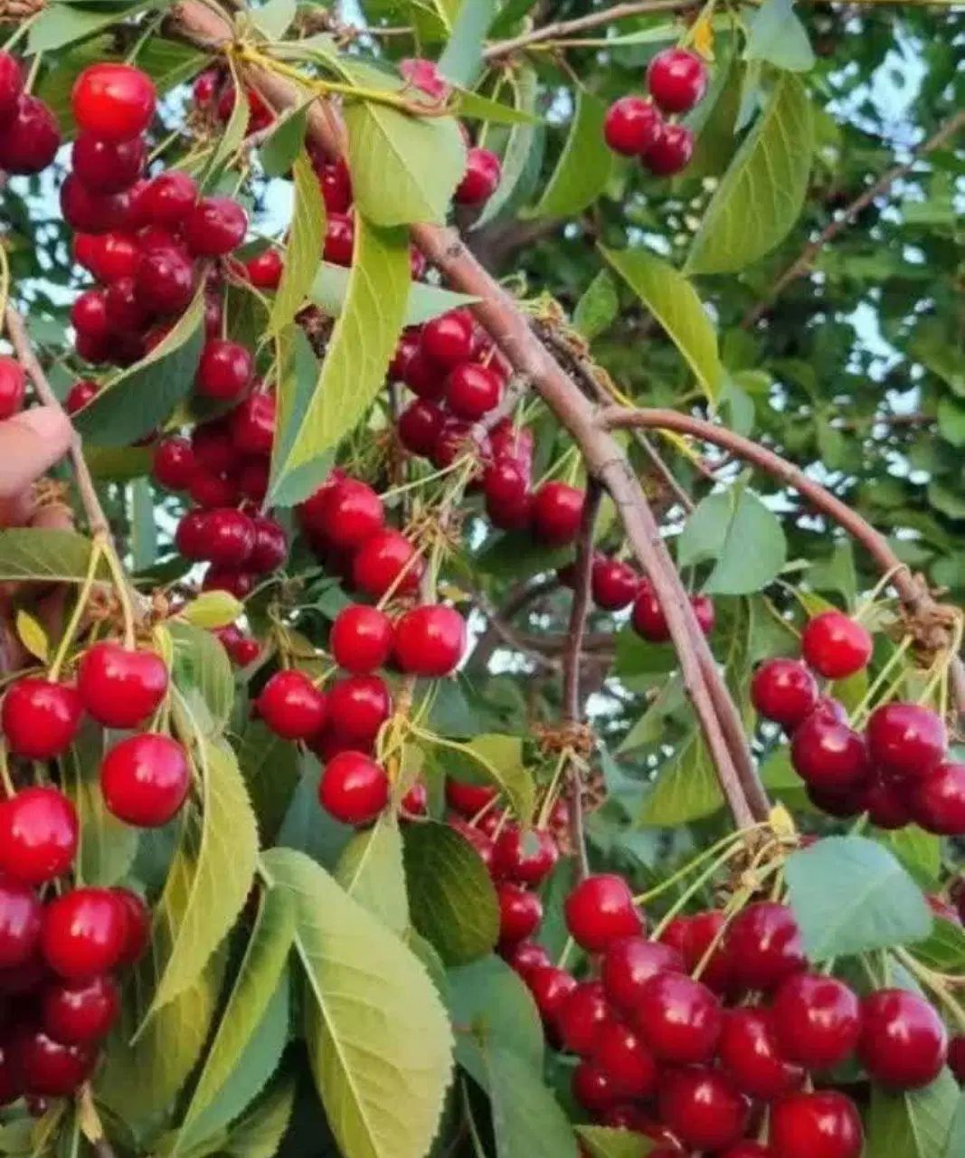 نهال البالومجار خوشه ای
