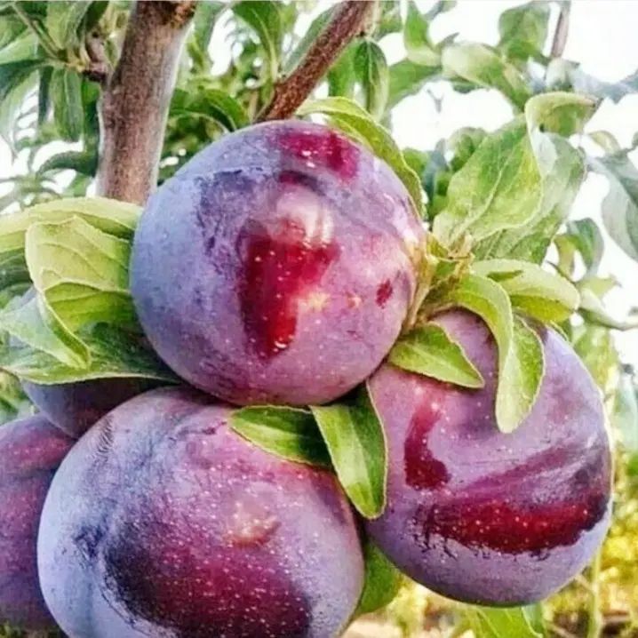 انواع نهال الو و الوچه