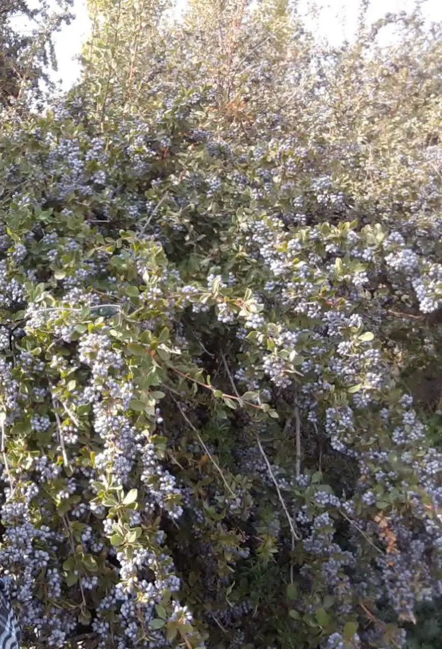 فروش زرشک سیاه