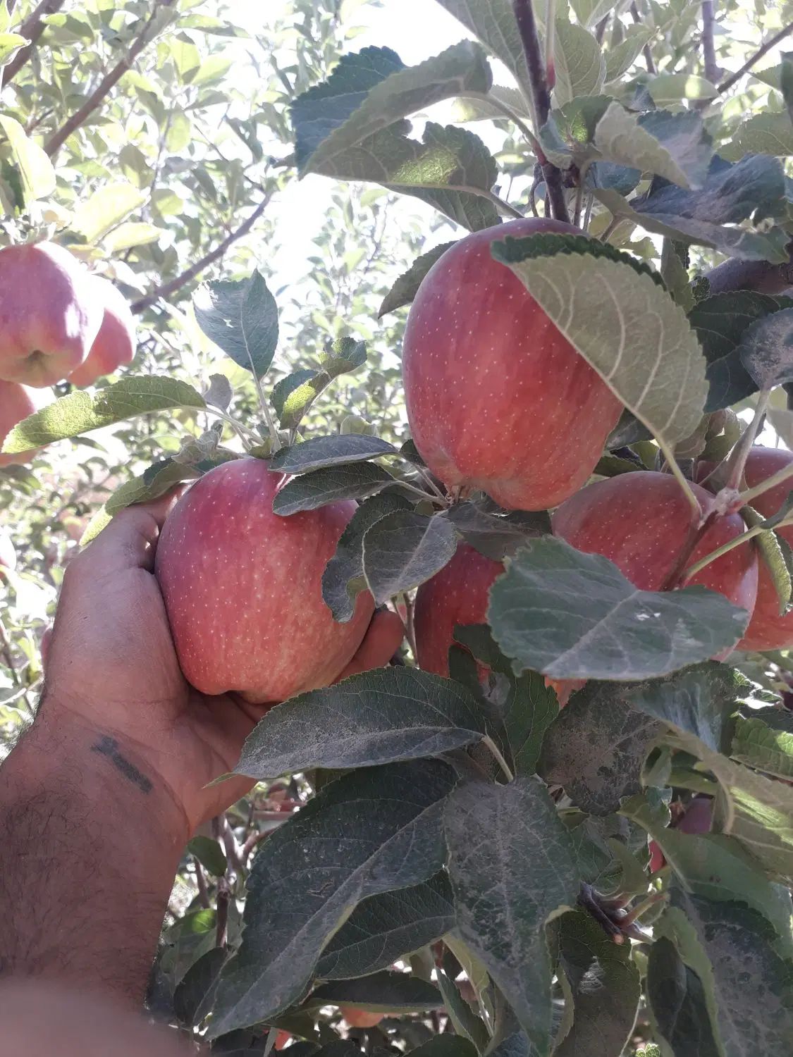 نهالستان میاندواب در فیروزان