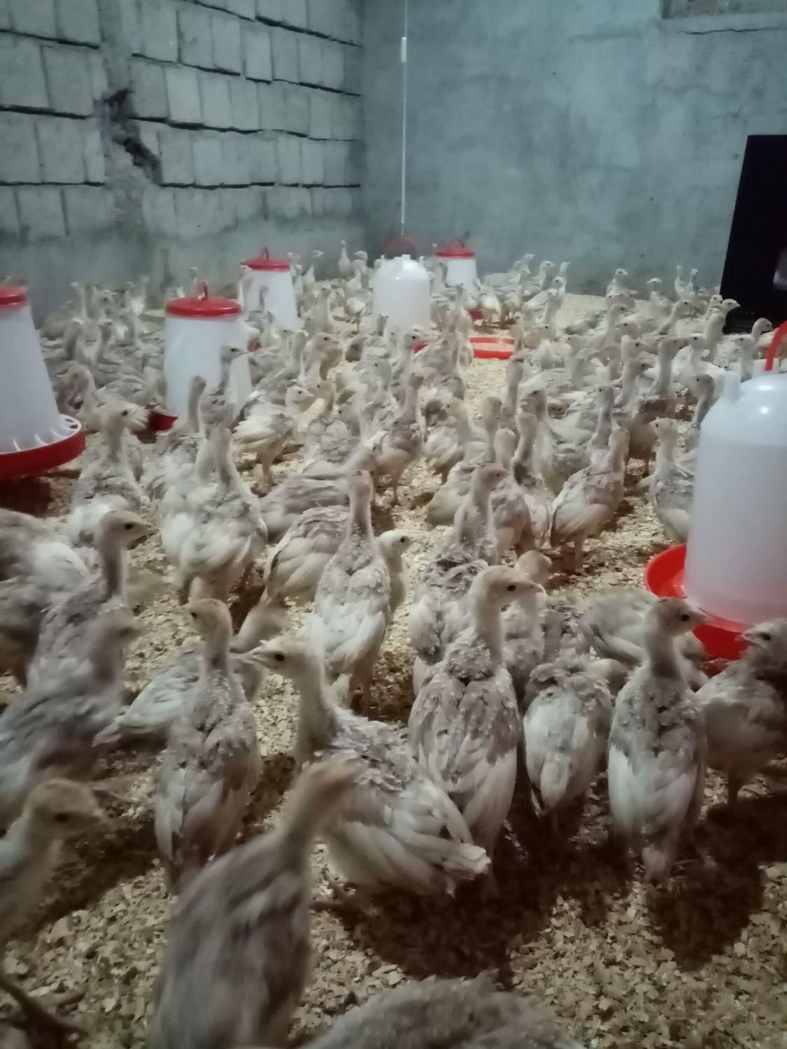 فروش جوجه بوقلمون برنز و بوربون