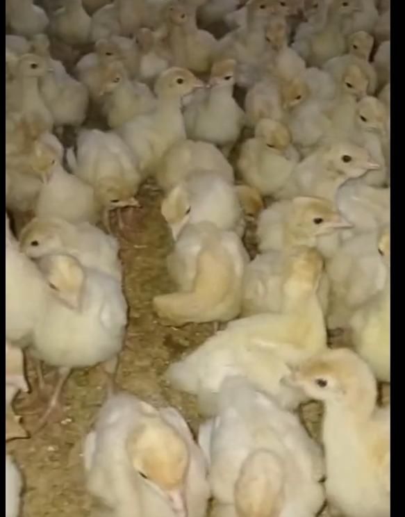 بیوتی عمده و خرده