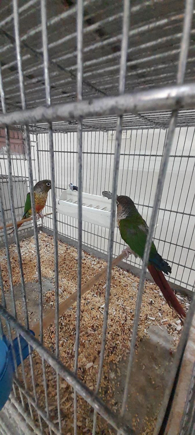 طوطی گرینچیک