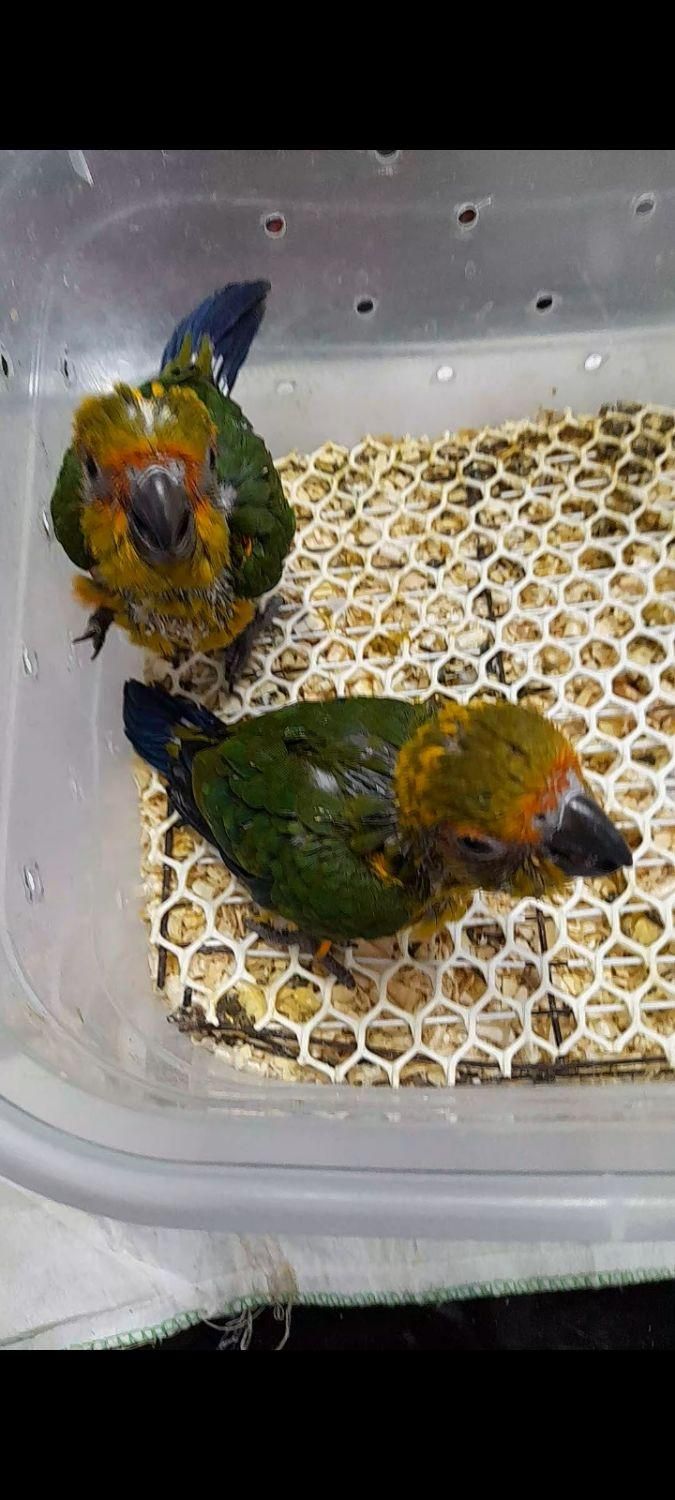 طوطی خورشیدی سرلاکی
