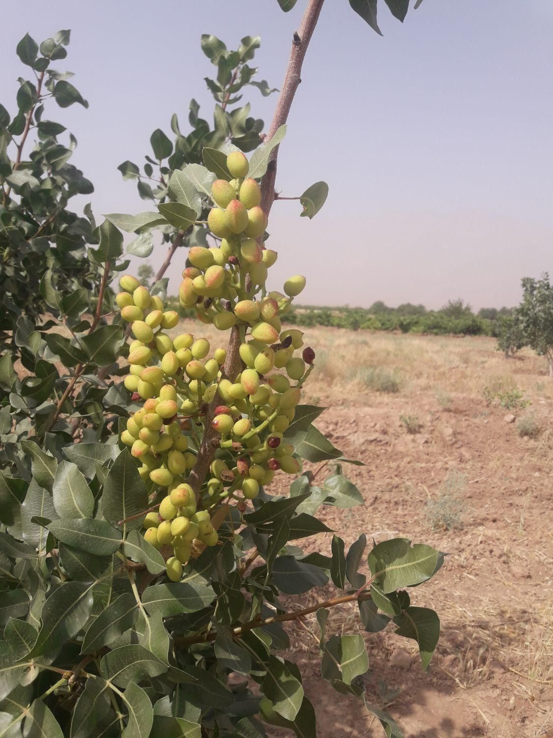 فروش زمین و آب مناسب برای کشاورزی