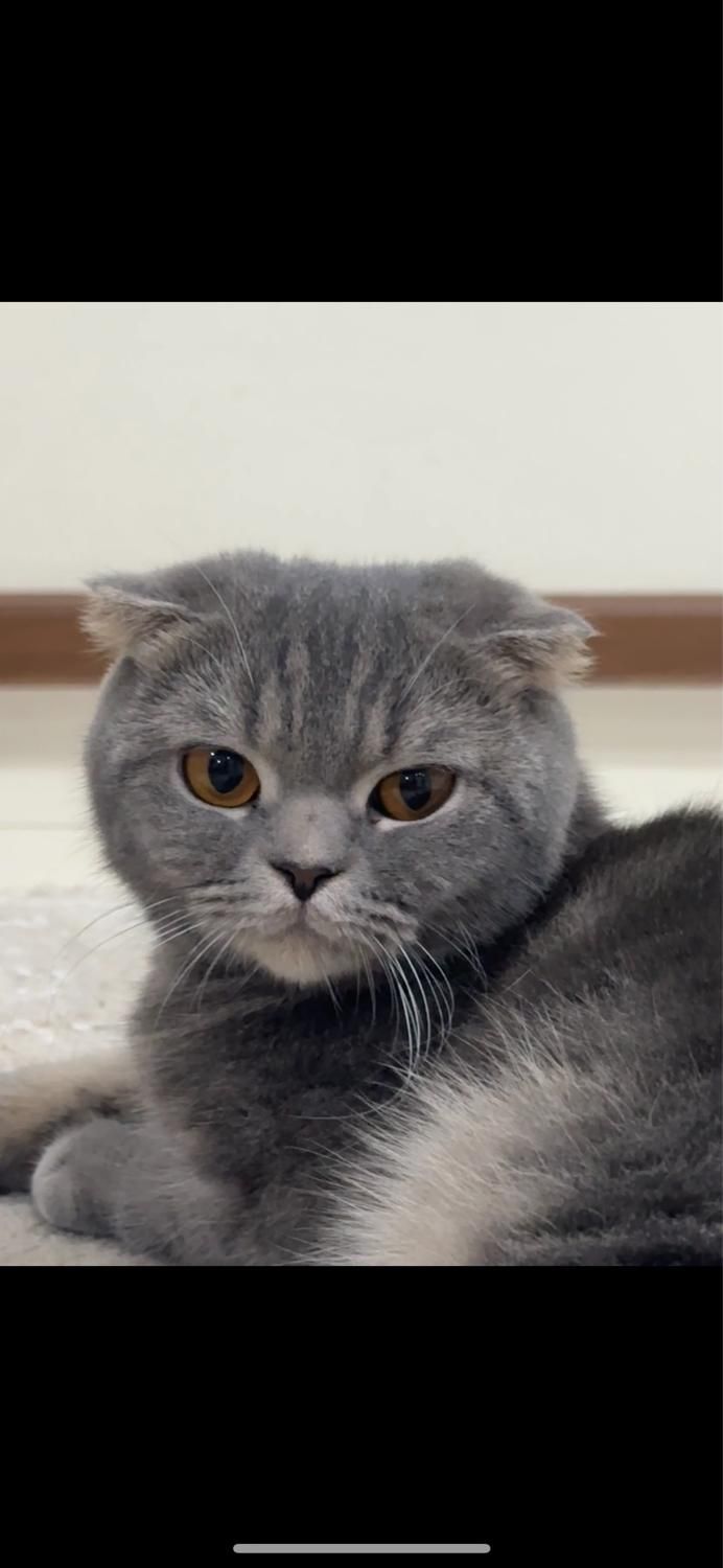 گربه ماده اسکاتیش جهت جفت گیری