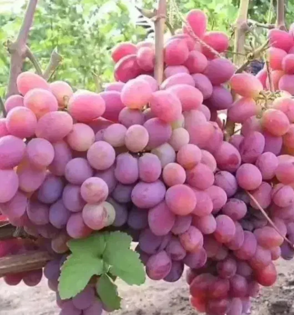 باغ انگور بیدانه سفید تاکستان 9هزار متر