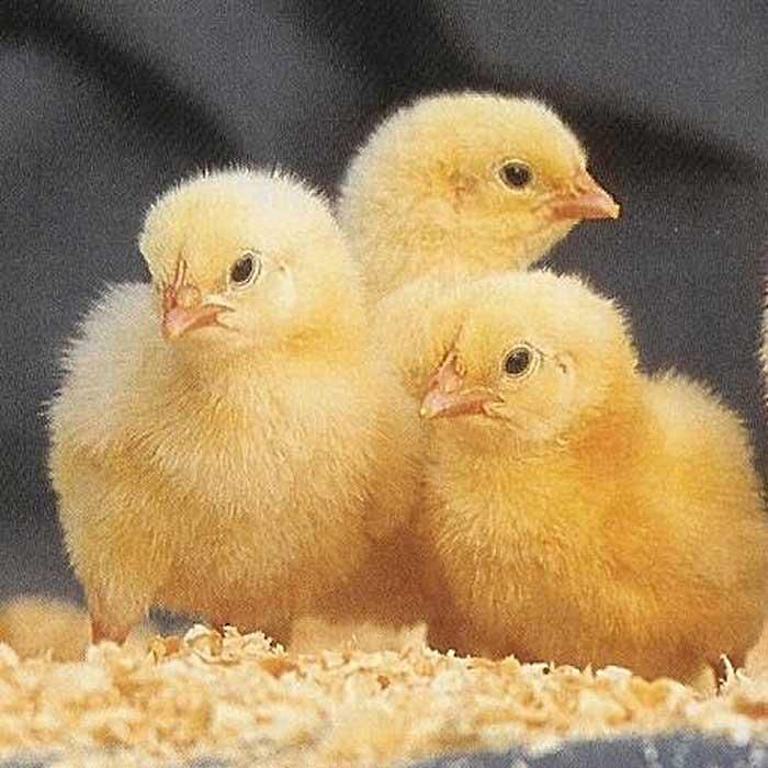 فروش جوجه گوشتی نژاد راس ۱ روزه