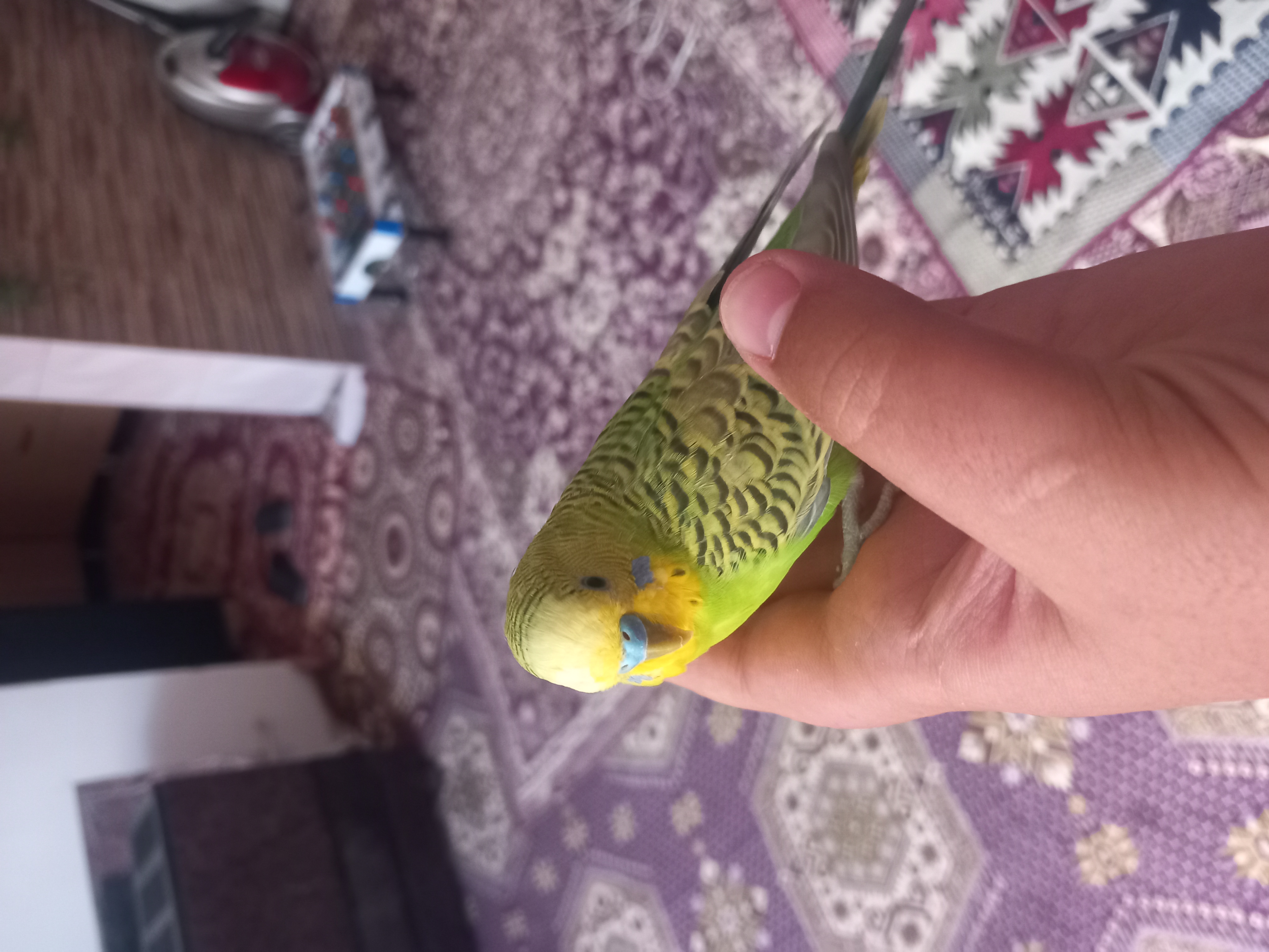اسماعیل