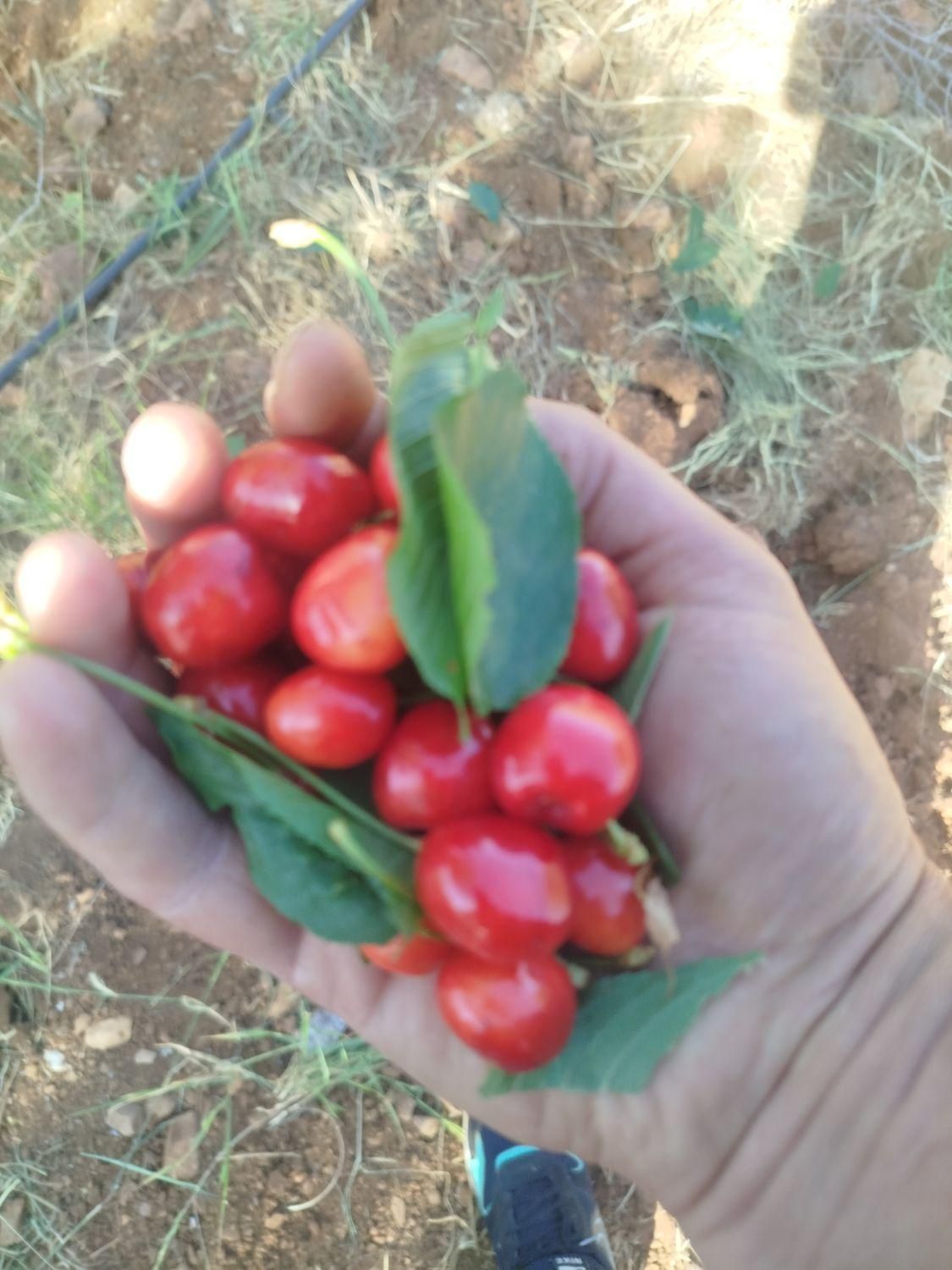فروش خانه باغ و زمین کشاورزی