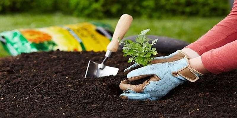 وای چ خاک خوبی Good Soil