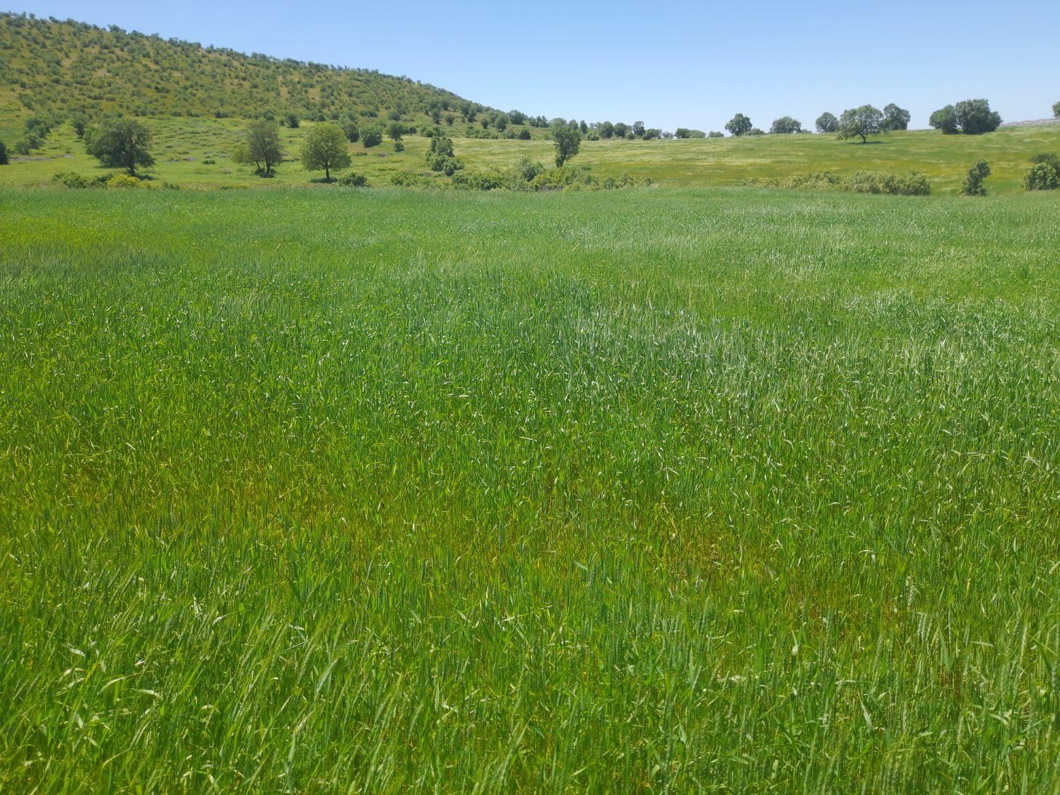 دسکنه نخود و انواع کار کشاورزی