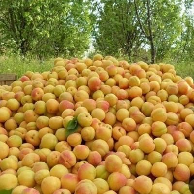 فروش زردآلو
