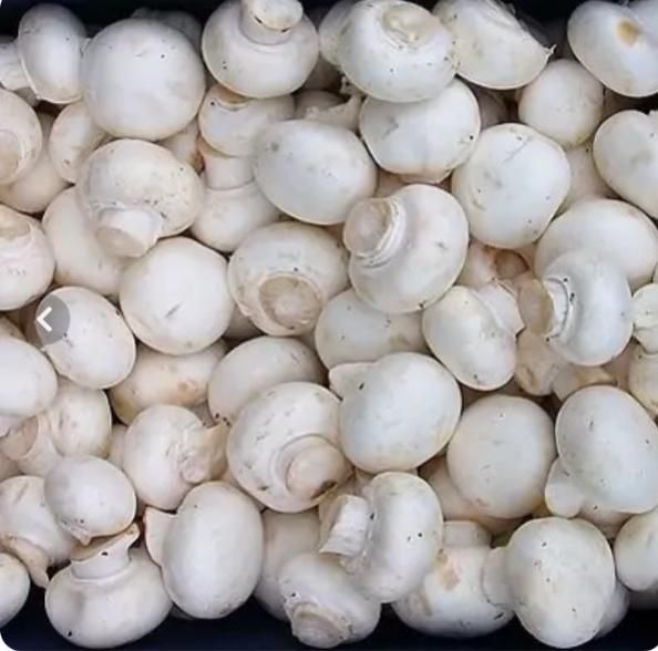 قارچ دکمه ای درجه یک و دو